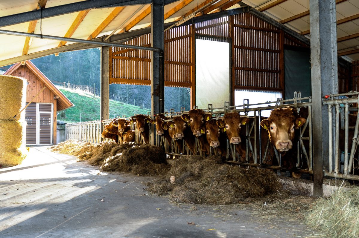 MODERNER OFFENSTALL - Benny's Ranch